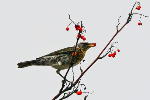 Vogel frisst Beeren