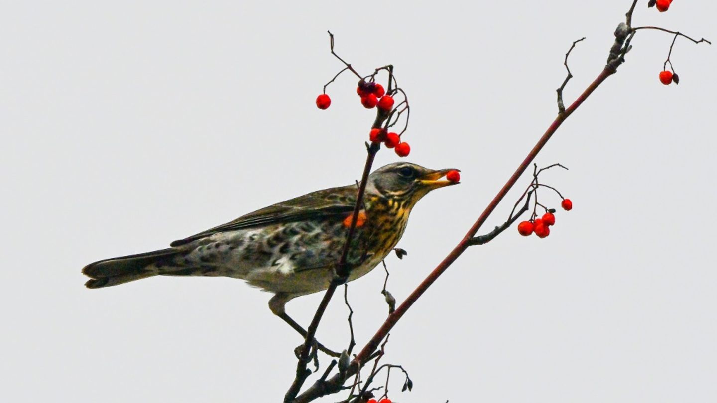 Vogel frisst Beeren