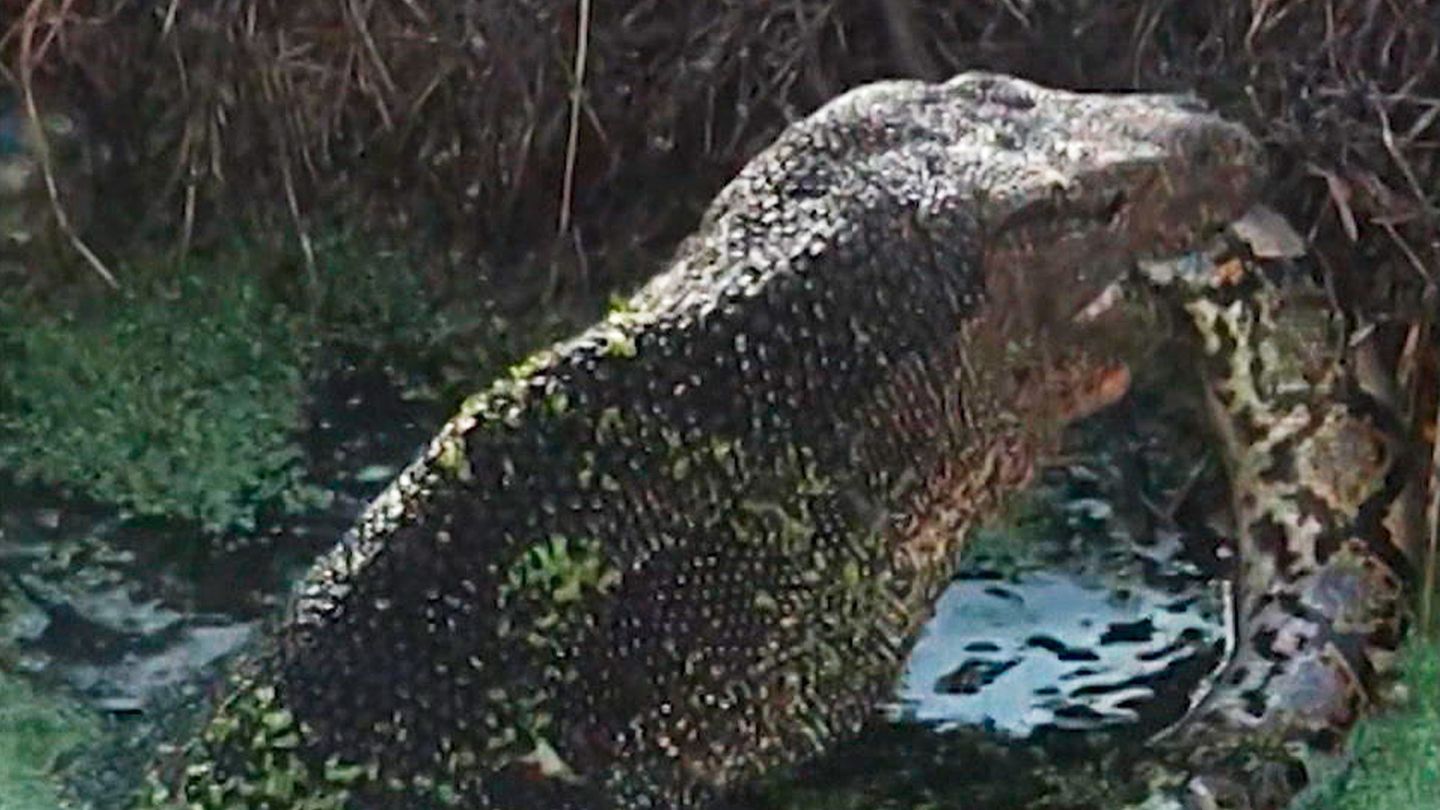 Vor laufender Kamera: Killer frisst Killer: Riesen-Waran verschlingt Python