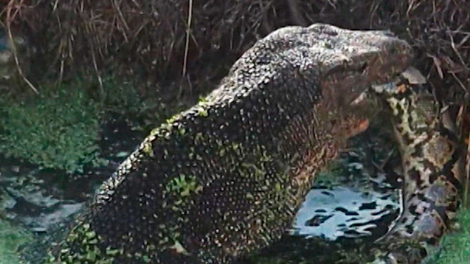 Killer frisst Killer: Riesen-Waran verschlingt Python