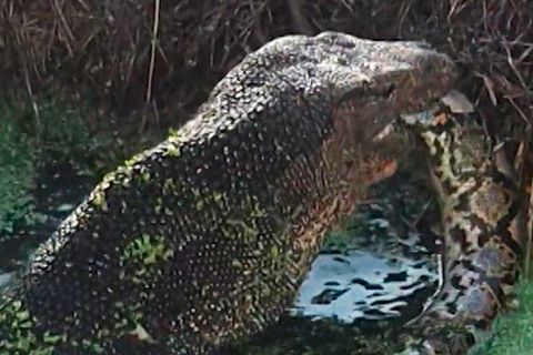 Killer frisst Killer: Riesen-Waran verschlingt Python