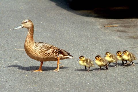 Bei Großschirma im Bundesland Sachsen hat eine Entenfamilie für ein Verkehrschaos gesorgt (Symbolbild)