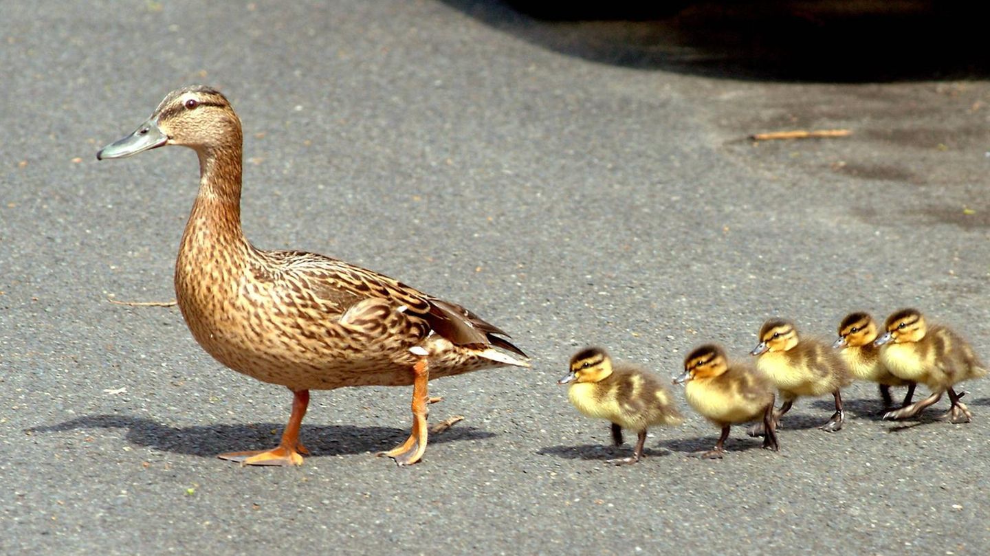 Bei Großschirma im Bundesland Sachsen hat eine Entenfamilie für ein Verkehrschaos gesorgt (Symbolbild)