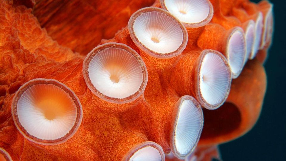 Intelligenzforschung: So klug sind Kraken wirklich