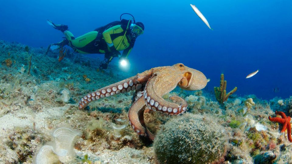 Intelligenzforschung: So klug sind Kraken wirklich