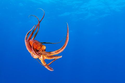 Intelligenzforschung: So klug sind Kraken wirklich
