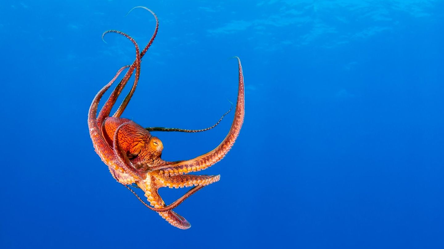 Intelligenzforschung: So klug sind Kraken wirklich