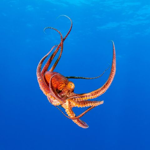 Intelligenzforschung: So klug sind Kraken wirklich