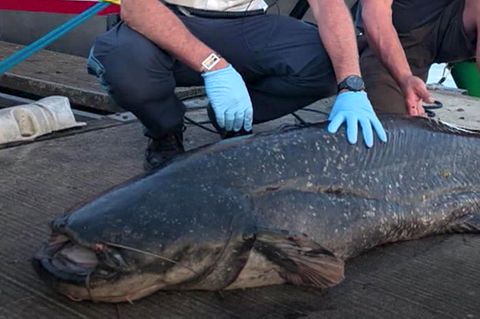 Fünf Badegäste gebissen: Polizist erschießt Zwei-Meter-Fisch