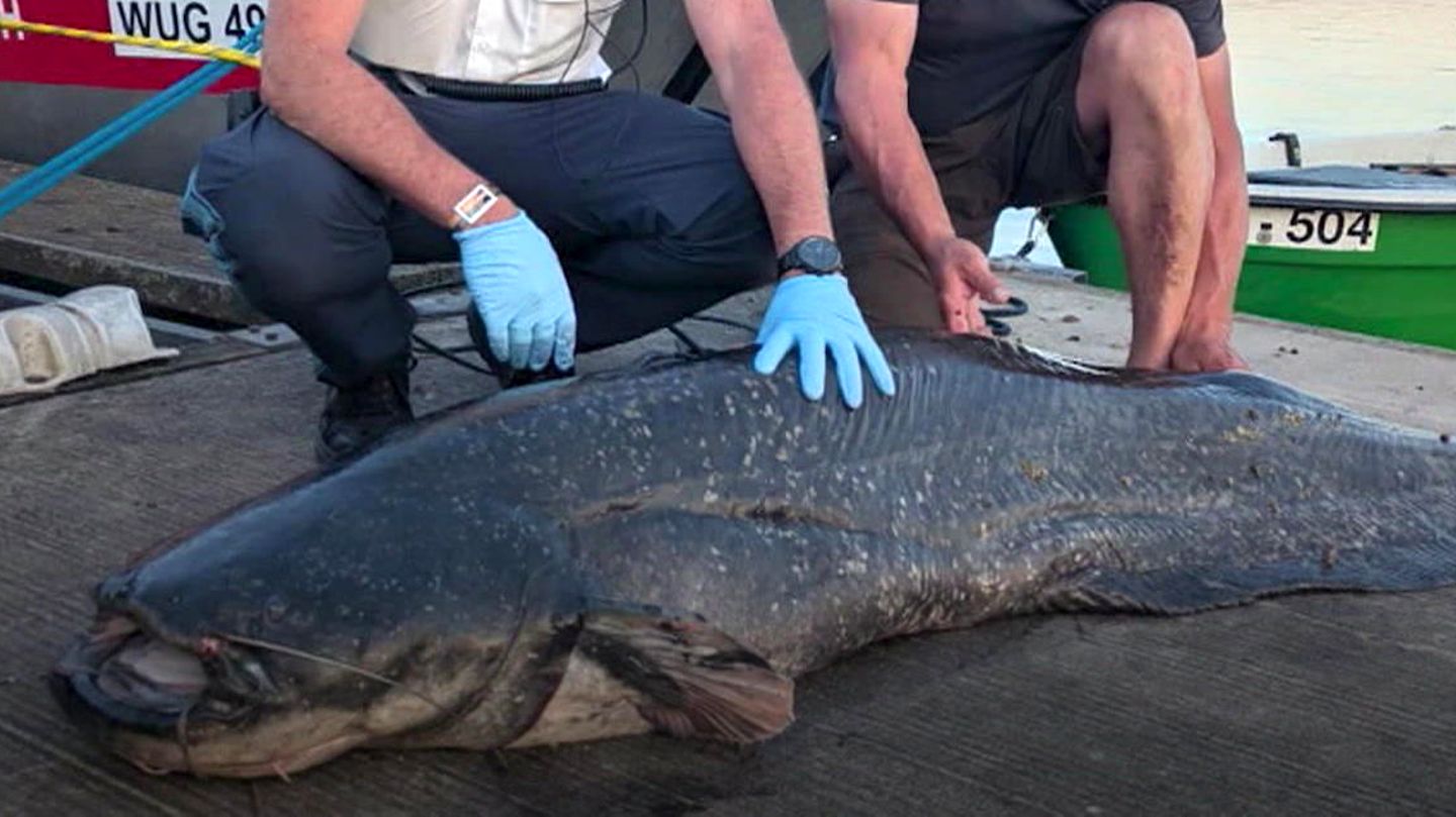 Fünf Badegäste gebissen: Polizist erschießt Zwei Meter Fisch STERN de Fünf Badegäste gebissen: Polizist erschießt Zwei Meter Fisch STERN de