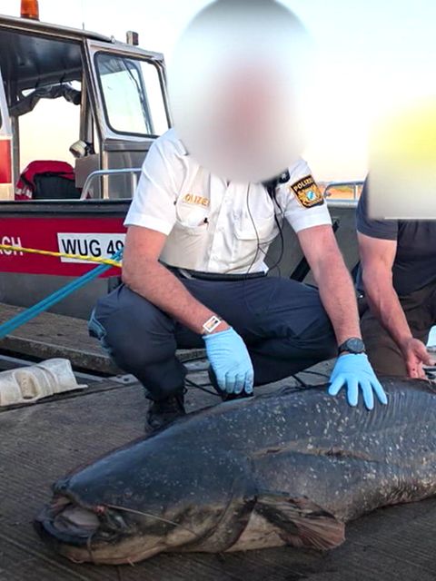 Fünf Badegäste gebissen: Polizist erschießt Zwei-Meter-Fisch