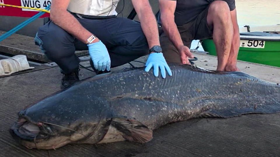 Fünf Badegäste gebissen: Polizist erschießt Zwei-Meter-Fisch Fünf Badegäste gebissen: Polizist erschießt Zwei-Meter-Fisch