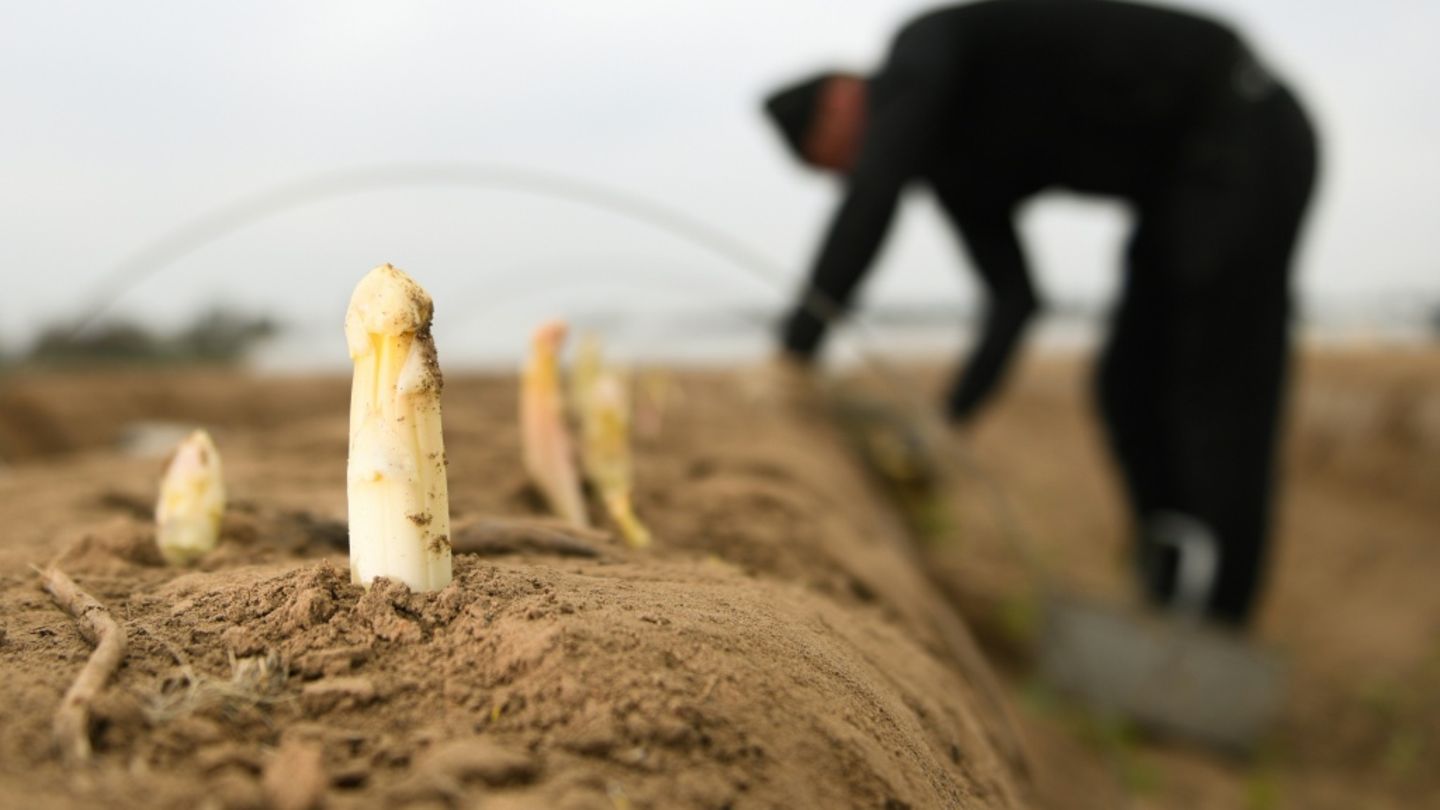 Saisonarbeiter auf Spargelfeld im April 2019