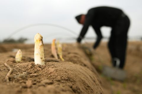 Saisonarbeiter auf Spargelfeld im April 2019