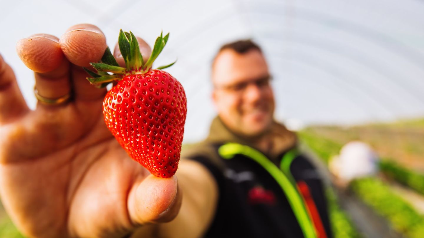 Price increases: expensive enjoyment – why strawberries cost so much