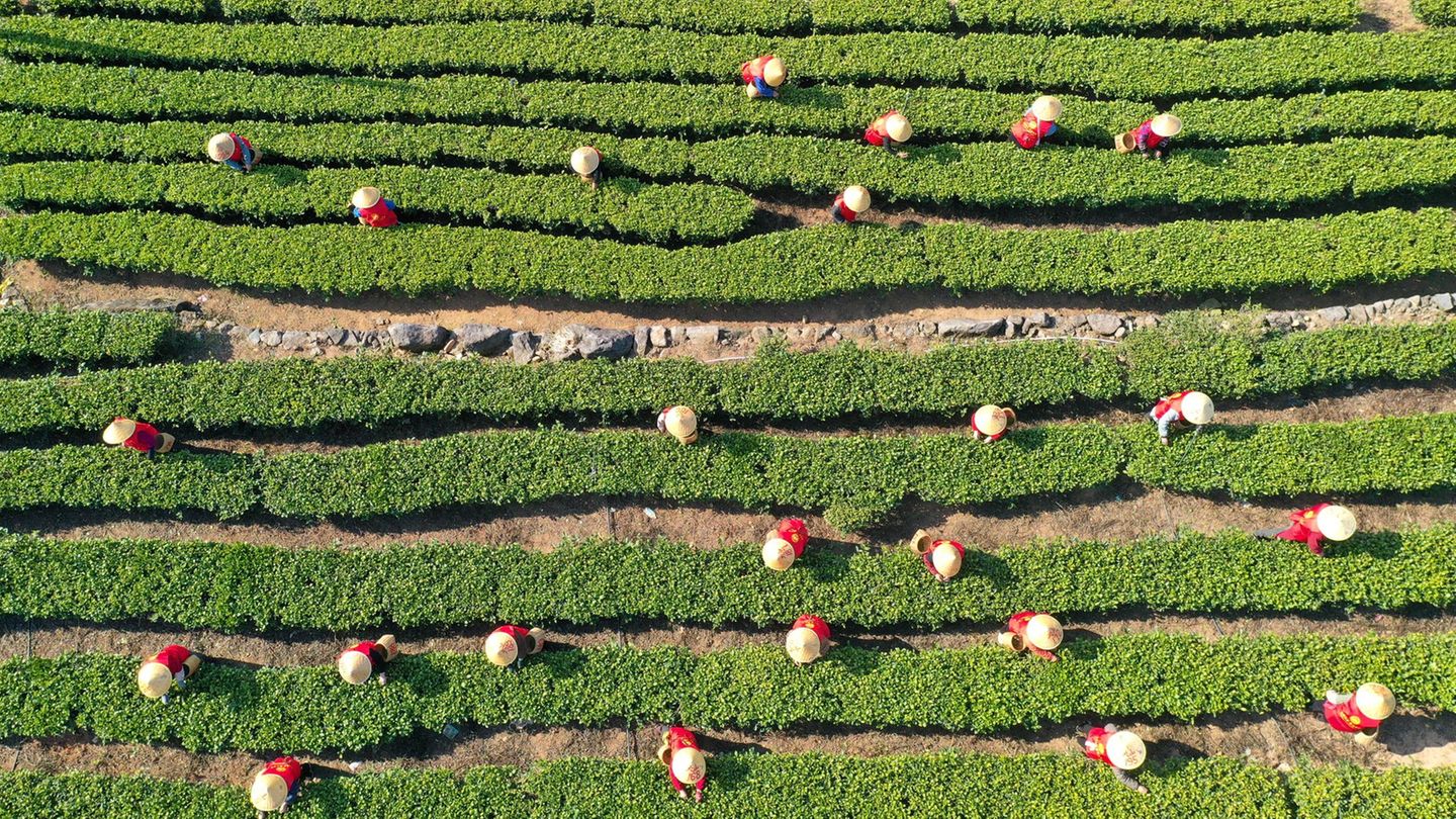 Annual report: Germans remain true to their love of tea