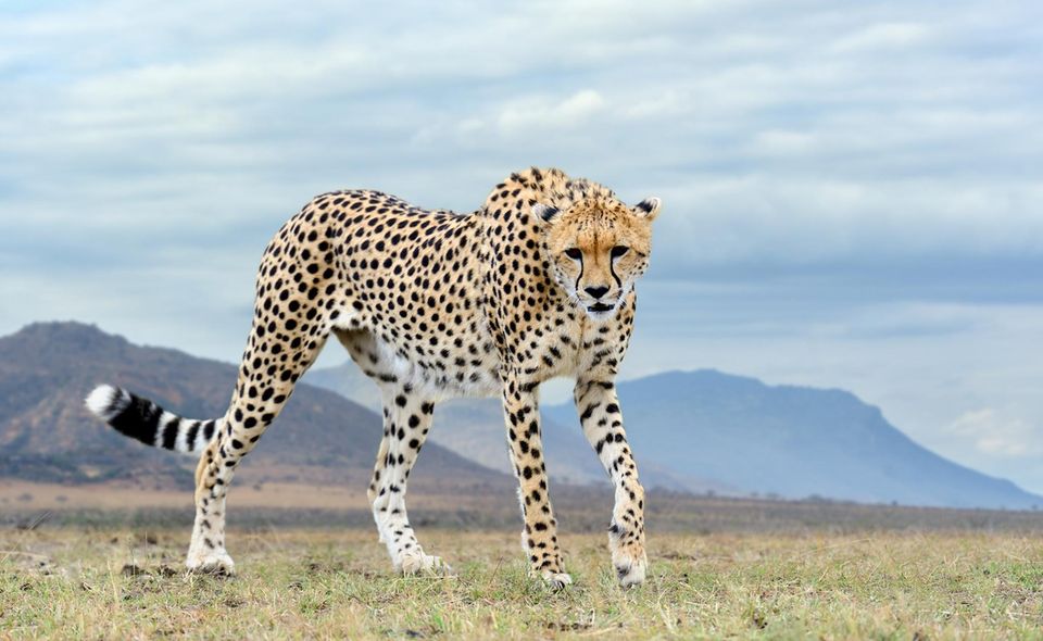 Wilder afrikanischer Gepard