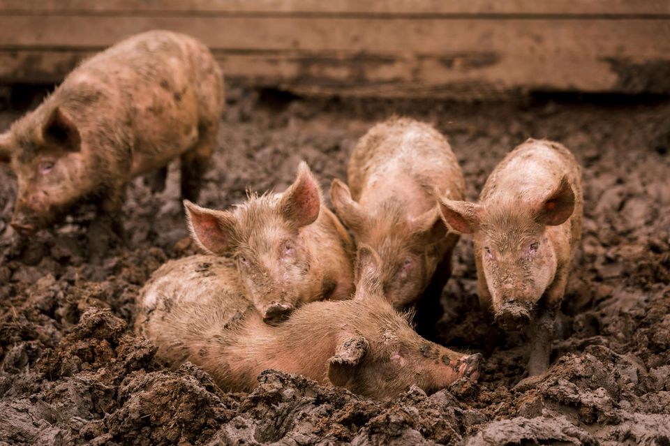 Schweine schmieren sich mit Erde ein
