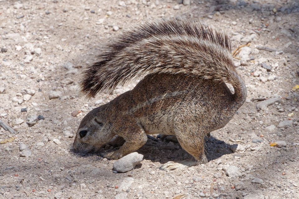 Afrikanischens Borstenhörnchen