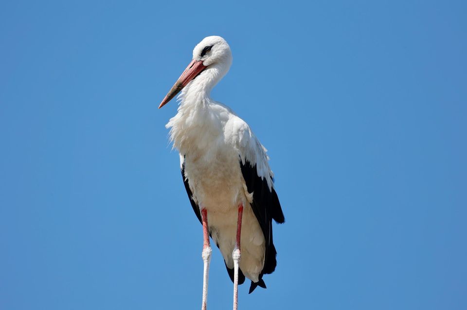 Ein Storch schaut zur Seite
