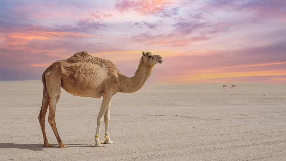 Ein Kamel steht in der Wüste
