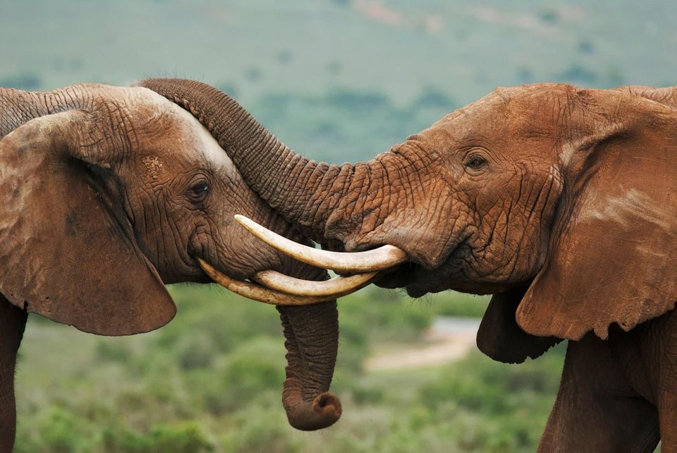 Afrikanischer Elefant