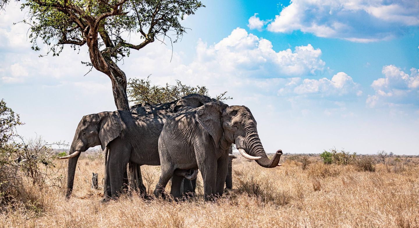 Sonnenschutz bei Tieren: Gruppe Afrikanischer Buschelefanten, die sich im Schatten von Loxodonta Africana verstecken