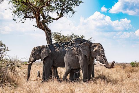 Sonnenschutz bei Tieren: Gruppe Afrikanischer Buschelefanten, die sich im Schatten von Loxodonta Africana verstecken