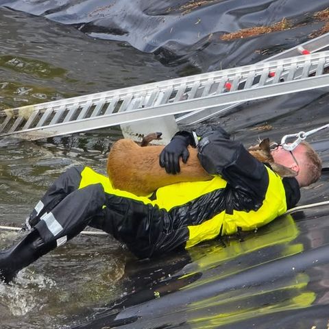 Fest umschlungen bringt ein Feuerwehrmann das Reh ans rettende Ufer