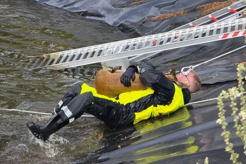 Fest umschlungen bringt ein Feuerwehrmann das Reh ans rettende Ufer