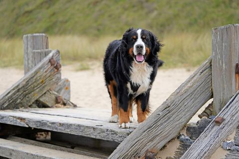 Berner Sennenhund am Strand – Symbolbild Sylt