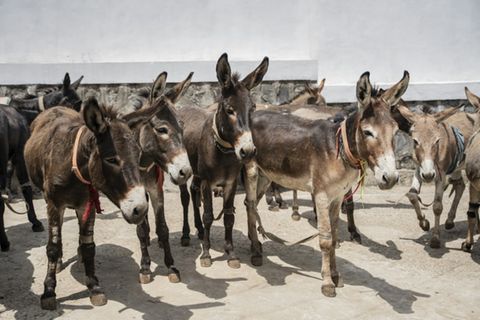 Esel in Äthiopiens Hauptstadt Addis Abeba