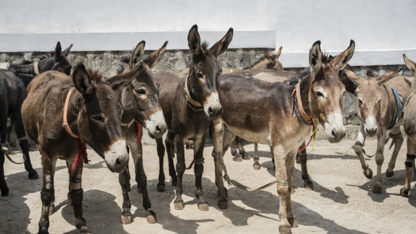 Esel in Äthiopiens Hauptstadt Addis Abeba