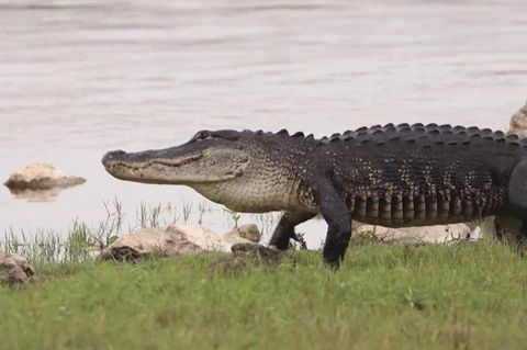 Florida baut Abschiebe-Knast zwischen Alligatoren