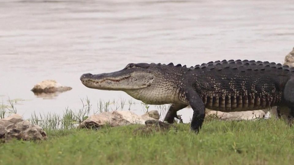 Florida baut Abschiebe-Knast zwischen Alligatoren