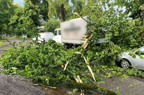 Ein Baum ist im Berliner Stadtteil Heiligensee beim Unwetter durch schwere Böen auf Autos und einen Transporter gefallen