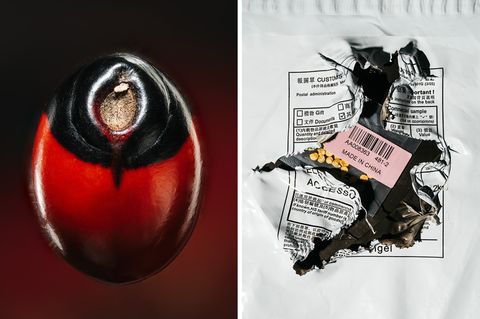 Biowaffe? Paternostererbsen-Samen und Tütchen