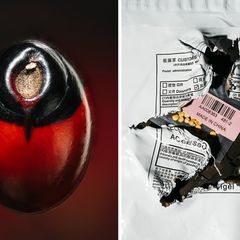Biowaffe? Paternostererbsen-Samen und Tütchen