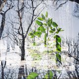 Auswirkungen von Waldbrand in Marokko