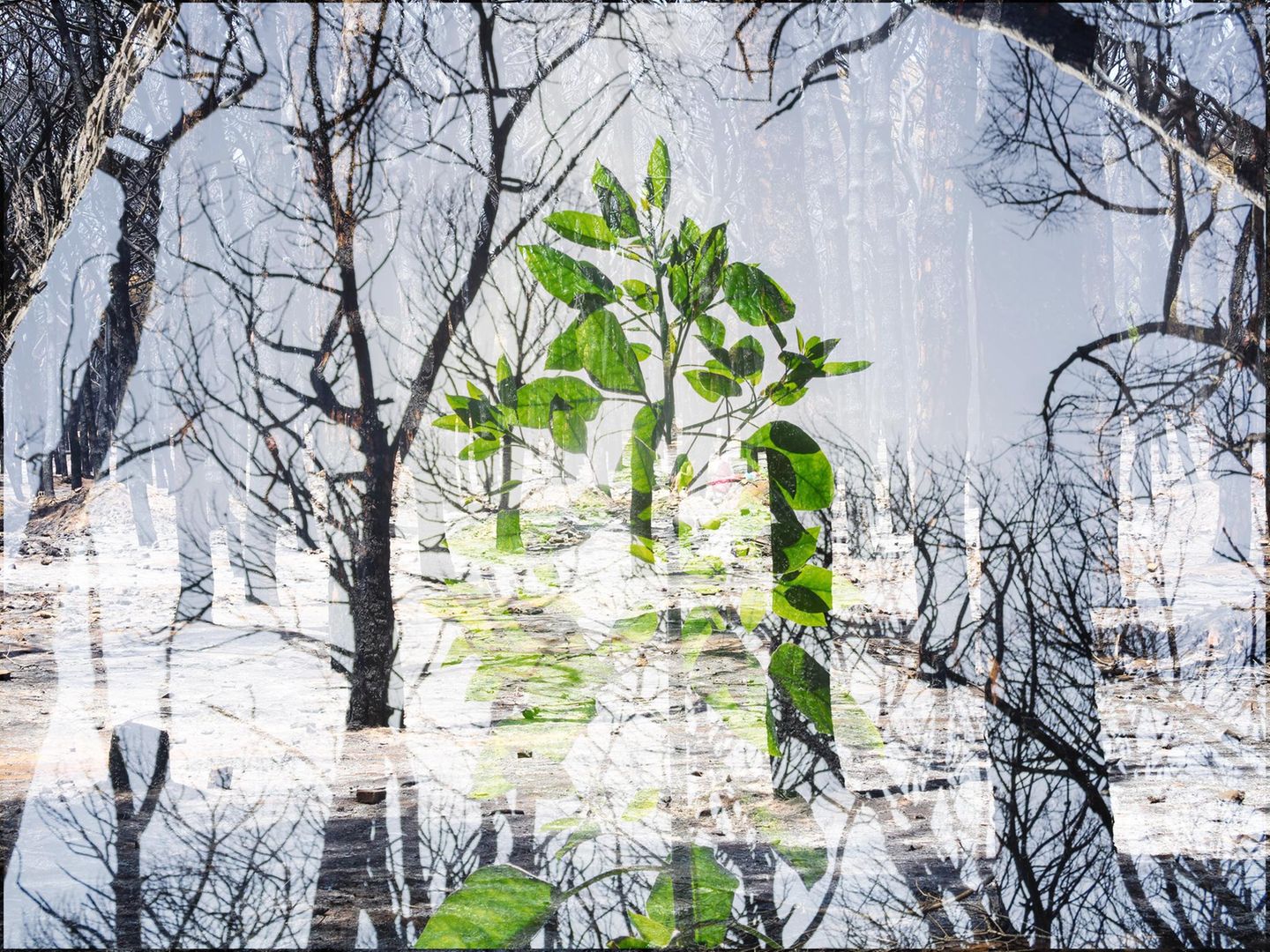 "La Hepica – Consumed Living Spaces" Auswirkungen von Waldbrand in Marokko