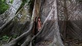 Ticuna-Mann und 500 Jahre alter Celiba-Baum
