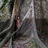 Ticuna-Mann und 500 Jahre alter Celiba-Baum