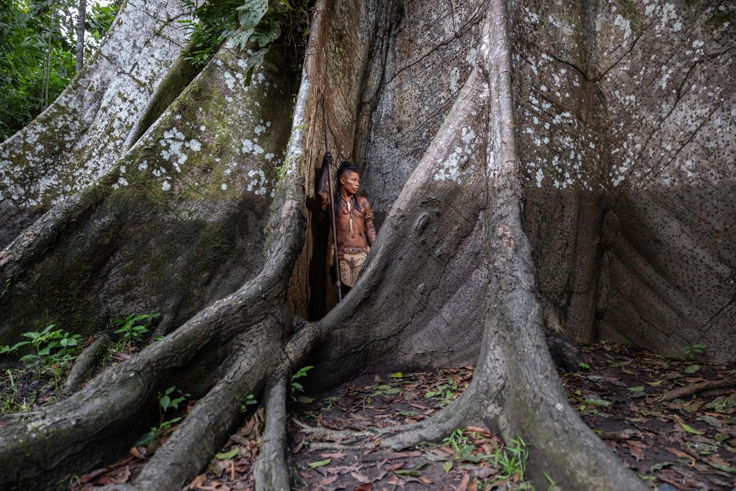 "Waterline" Ticuna-Mann und 500 Jahre alter Celiba-Baum