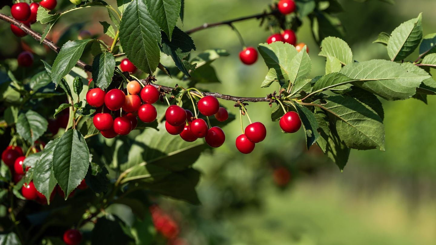 Harvesting: significantly more cherries from German cultivation