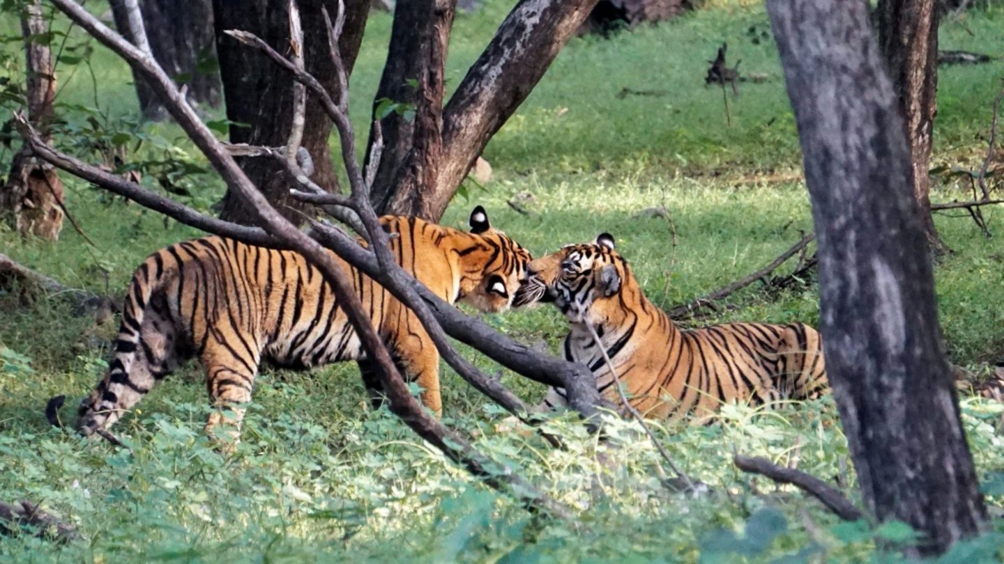Tiger in Indien (Archivfoto)