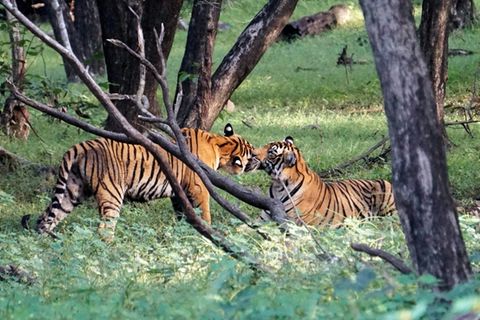 Tiger in Indien (Archivfoto)