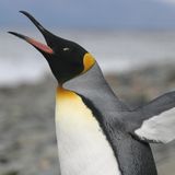 Ein gähnender Pinguin