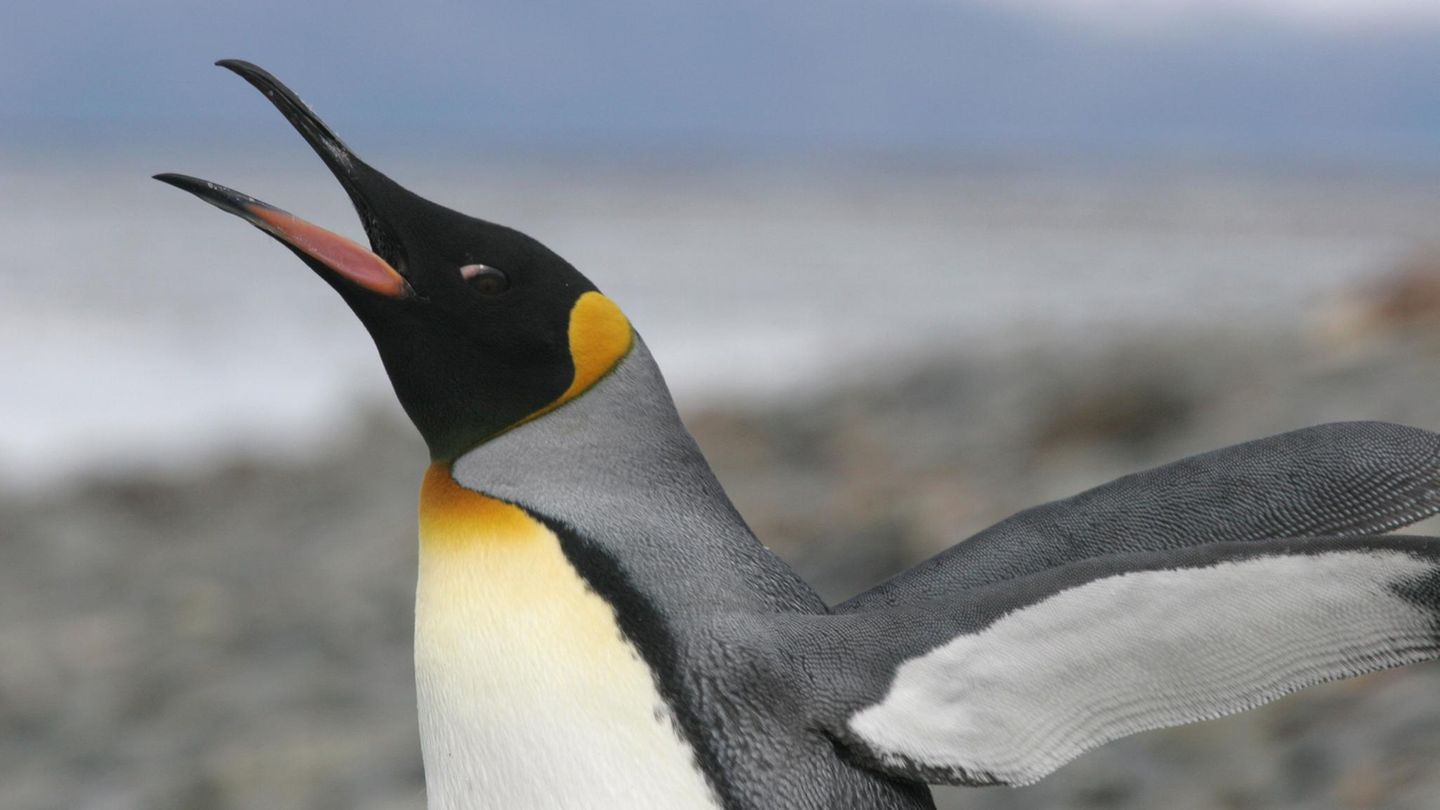 Ein gähnender Pinguin