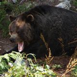 Ein gähnender Bär
