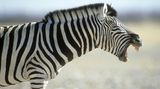 Ein gähnendes Zebra